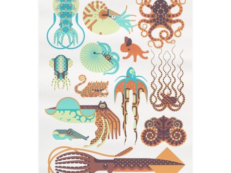 Cephalopods of Australia Cheap